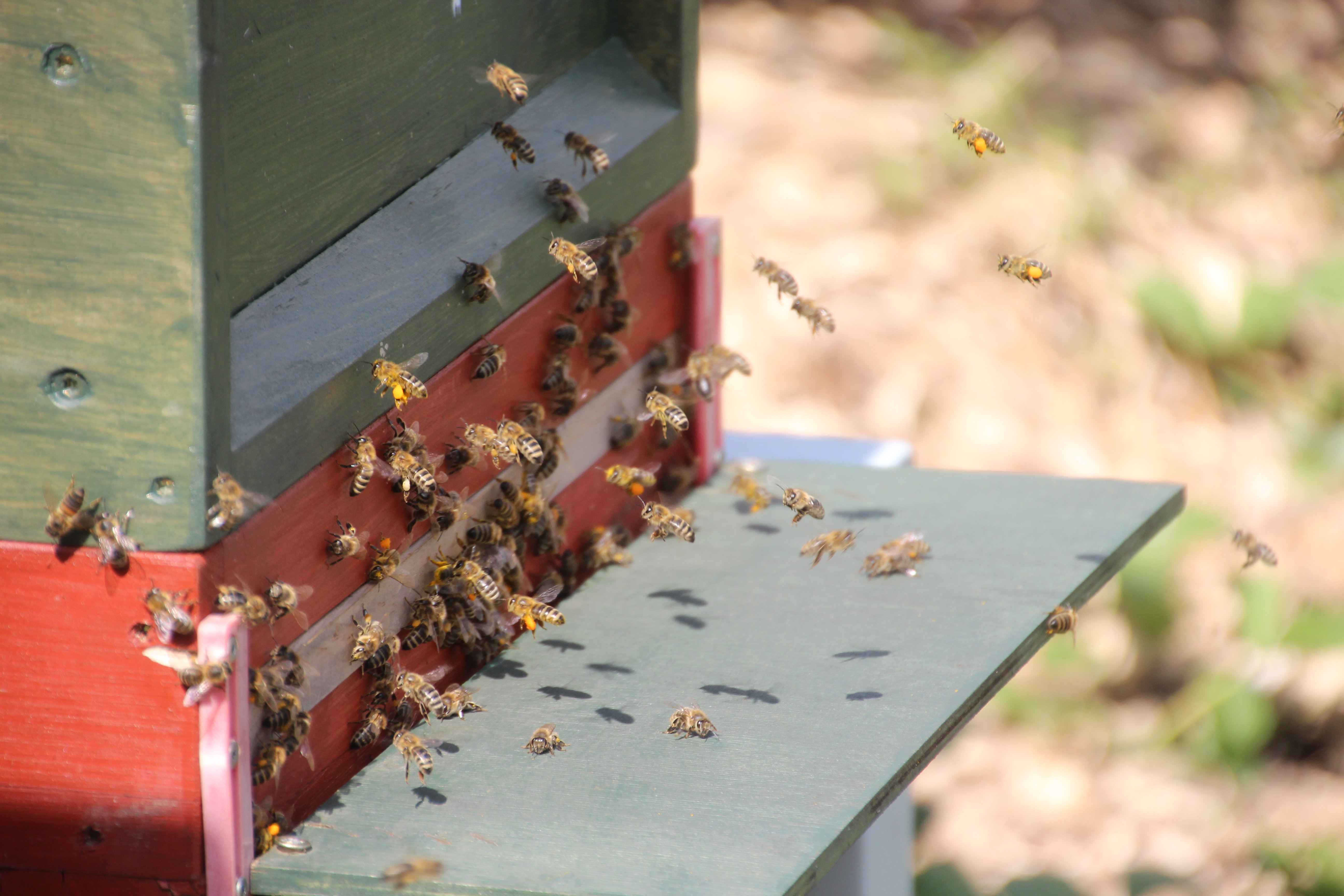 Meine Bienchen